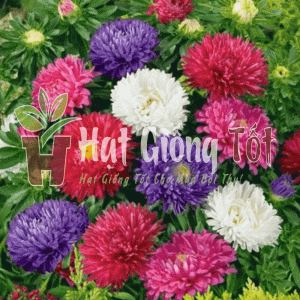 hạt giống hoa cúc đà lạt nhiều màu giúp không gian nhà bạn thật đẹp