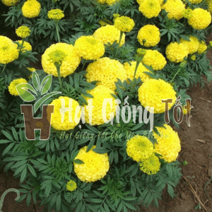 trồng hạt giống Hoa Vạn Thọ Pháp Cao Lỡ F1 Vàng Chanh để có năng suất cao