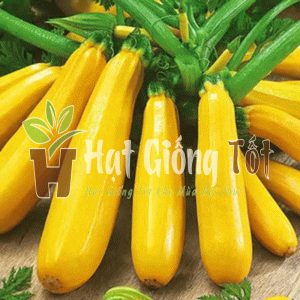 gieo hạt giống bí ngòi vàng để có nhưng trải nghiệm món ăn mới