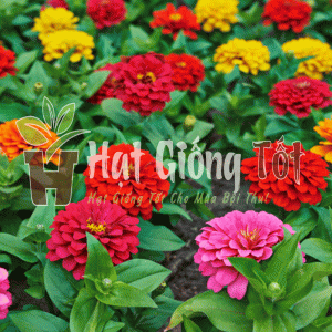 Hạt giống Hoa Cúc Lá Nhám Nhiều Màu