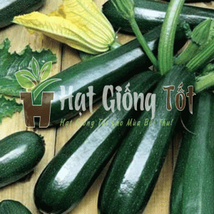 Gieo trồng Hạt giống Bí Ngòi Xanh SV No1 tại nhà cho bữa cơm gia đình thêm phong phú