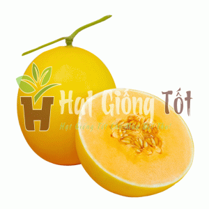 hạt giống dưa lê f1 kim hoàng hậu quả đẹp ngon giòn