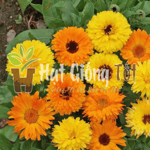 trồng Hạt giống Hoa Cúc Susi Nhiều Màu để có 1 mùa xuân thêm rực rỡ