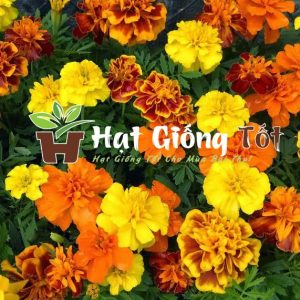 Trồng Hạt giống hoa vạn thọ Pháp cao nhiều màu để có không gian đẹp