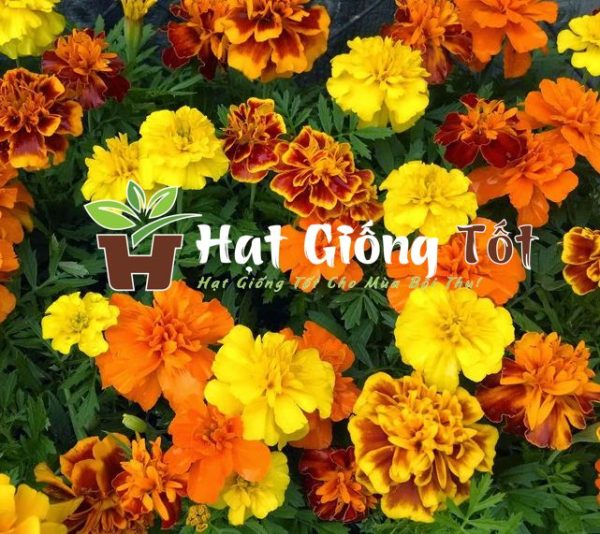 Trồng Hạt giống hoa vạn thọ Pháp cao nhiều màu để có không gian đẹp