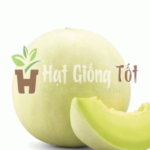 trồng hạt giống dưa lê siêu ngọt f1 sv 207 cho vụ mùa bội thu