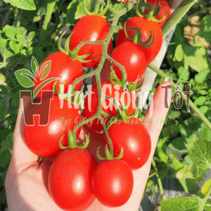 Trồng Hạt giống Cà Chua Bi Đỏ F1 SV 102 để đạt được vụ mùa bội thu