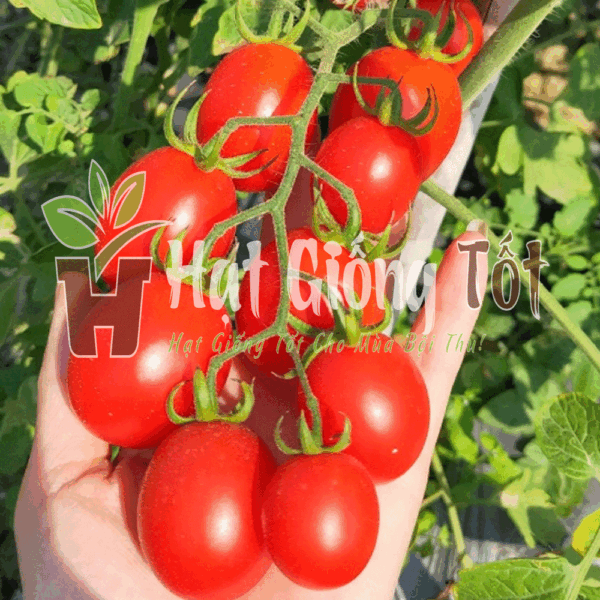 Trồng Hạt giống Cà Chua Bi Đỏ F1 SV 102 để đạt được vụ mùa bội thu