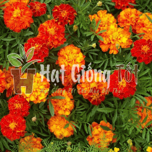 trồng Hạt giống hoa cúc vạn thọ Pháp Ban Mai để có những bông hoa đẹp