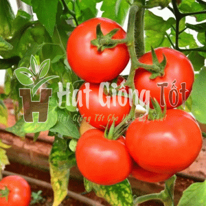 hãy gieo trồng hạt giống cà chua chịu nhiệt f1 để có vụ mùa bội thu