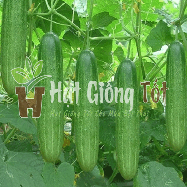 hạt giống dưa leo f1 sv 306 cho năng suất cao