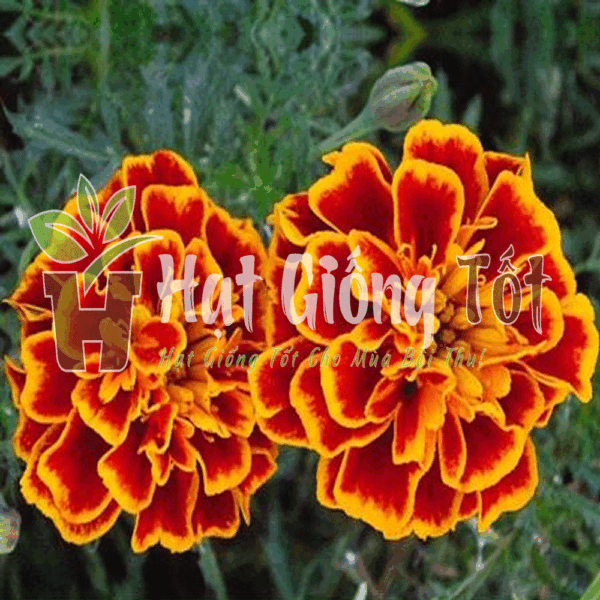 Trồng Hạt giống hoa cúc vạn thọ Pháp Ban Mai F1 để có sự đa dạng về sản phẩm hoa tươi
