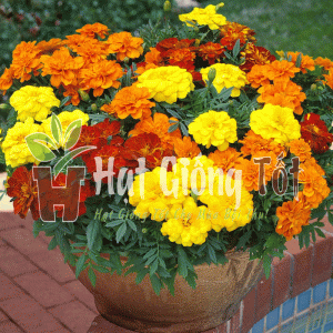 Trồng Hạt giống hoa cúc vạn thọ Pháp nhiều màu để thêm phong phú vườn hoa của bạn