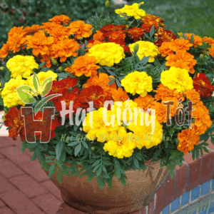 Trồng Hạt giống hoa cúc vạn thọ Pháp nhiều màu để thêm phong phú vườn hoa của bạn