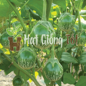 trồng hạt giống cà ngọt f1 đem lại lợi nhuận kinh tế cao