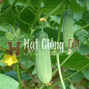 gieo Hạt giống Dưa Leo OP SV No 1 cho năng suất cao, tạo ra những vụ mùa bội thu