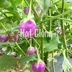 gieo hạt giống cà pháo tím f1 cao sản cho năng suất cao