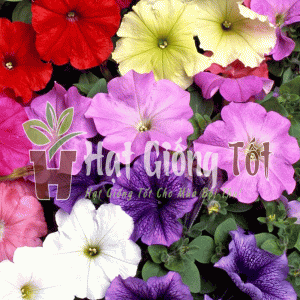 Trông Hạt giống hoa dạ uyên thảo đơn nhiều màu cho khu vườn thêm xinh