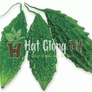 gieo trồng hạt giống khổ qua f1 cho năng suất cao