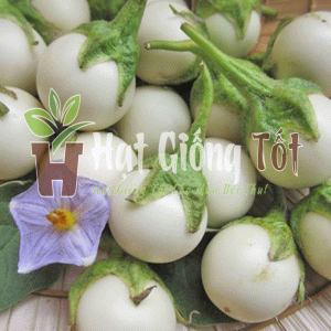 Gieo trồng hạt giống cà pháo trắng cao sản để có vụ mùa bội thu