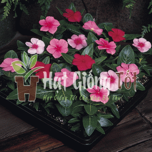 Trồng Hạt giống hoa dừa cạn đứng nhiều màu tô điểm thêm khu vườn của bạn