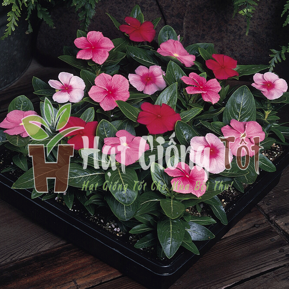 Trồng Hạt giống hoa dừa cạn đứng nhiều màu tô điểm thêm khu vườn của bạn