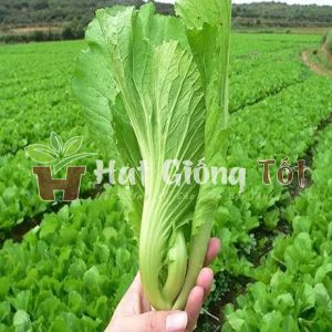 hạt giống cải bẹ dưa cho sản phẩm rau muối dưa vàng màu đẹp