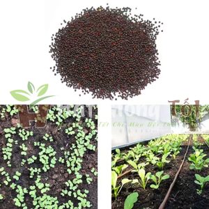 giống cải bẹ dún f1 cho năng suất cao