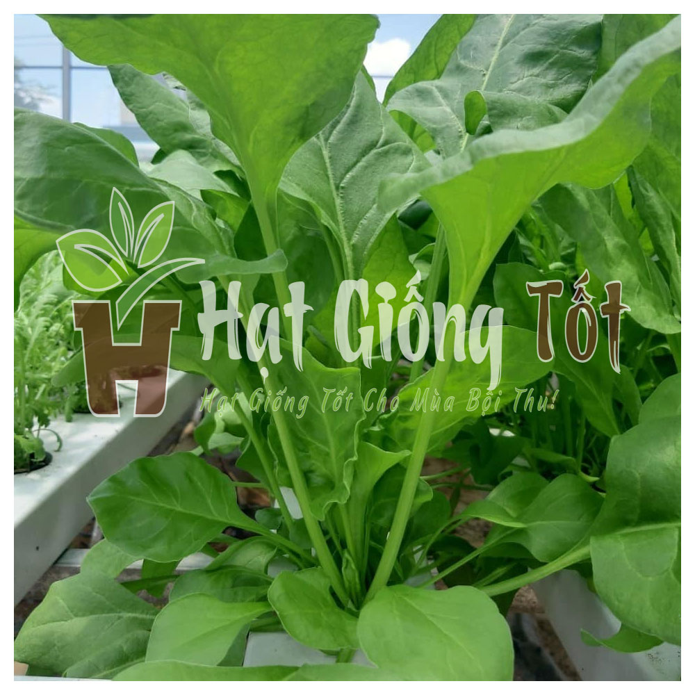 Hạt giống cải bó xôi nhạp khẩu Nhật Bả