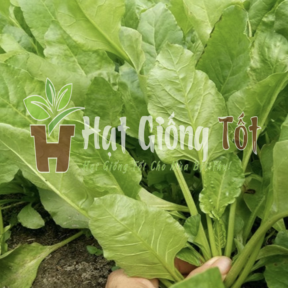 hat-giong-cai-bo-xoi-jiro-japan.1jpg