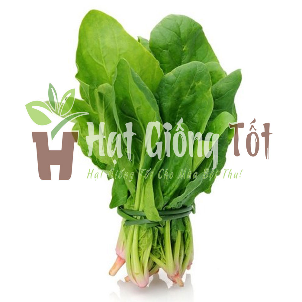 hat-giong-cai-bo-xoi-jiro-japan.2jpg hạt giống cải bó xôi jiro japan
