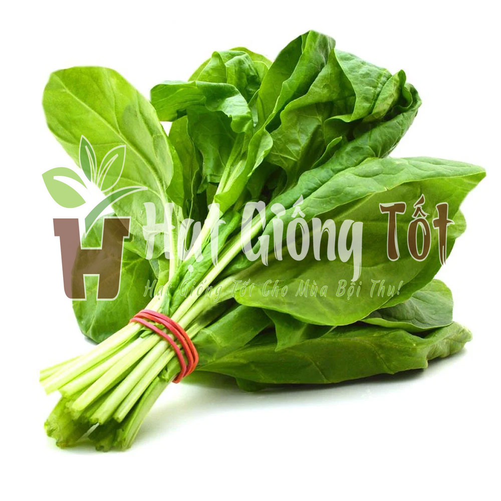 hat-giong-cai-bo-xoi-jiro-japan.3jpg