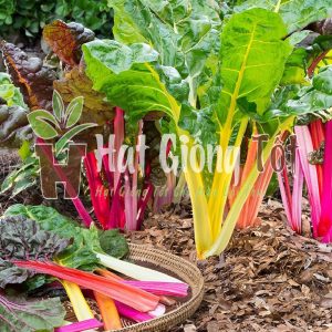 Hạt giống cải cầu vồng màu sắc cây nhiều màu sắc