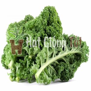 hạt giống cải kale tỷ lệ này mầm cao