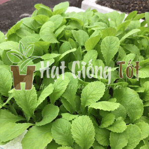 Hạt Giống Cải Mơ