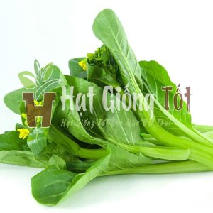 hạt giống cải ngọt ăn bông rất phù hợp với thời tiết khí hậu việt nam