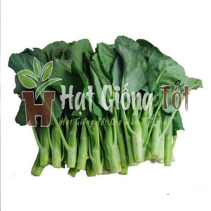 Hạt giống cải làn thái lan chất lượn tốt