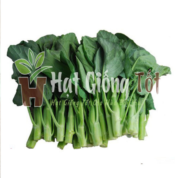 Hạt giống cải làn thái lan chất lượn tốt