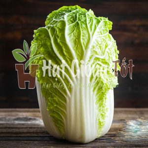 Hạt giống cải thảo Goki tỷ lệ nẩy mầm cao