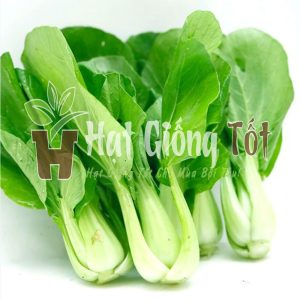hạt giống cải thìa cao sản phát triển nhanh