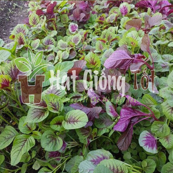 hãy gieo trồng hạt giống dền tiều để có những vụ mùa bội thu