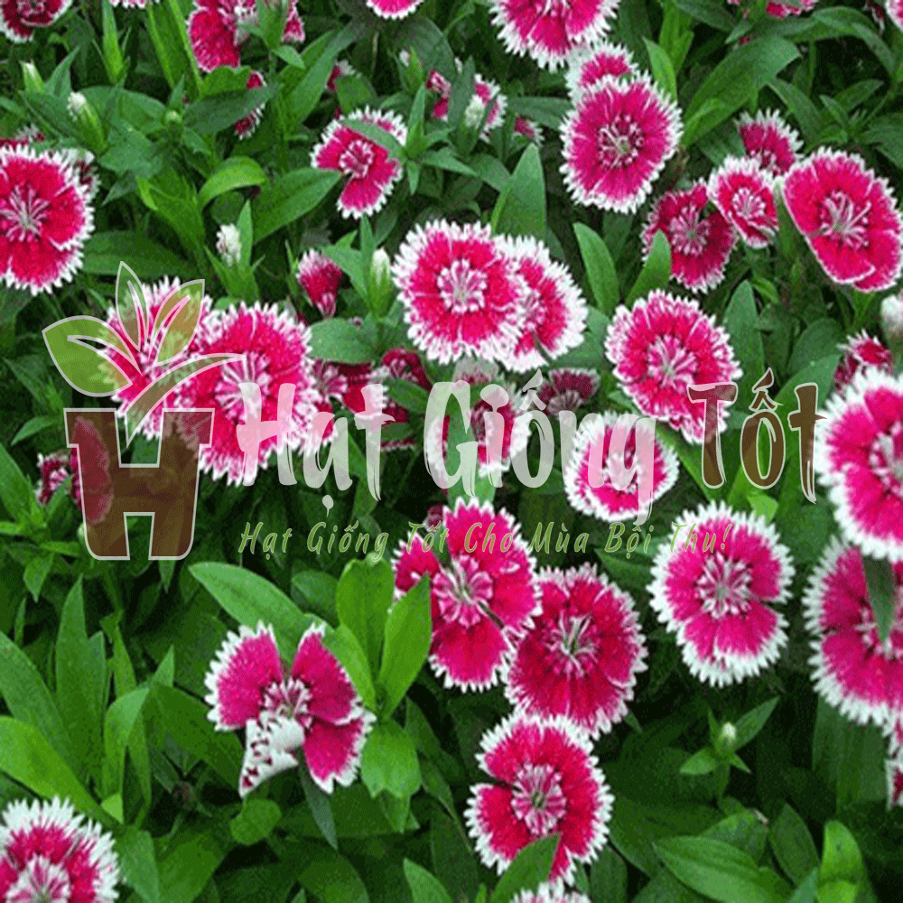 hat-giong-hoa-cam-don-nhieu-mau