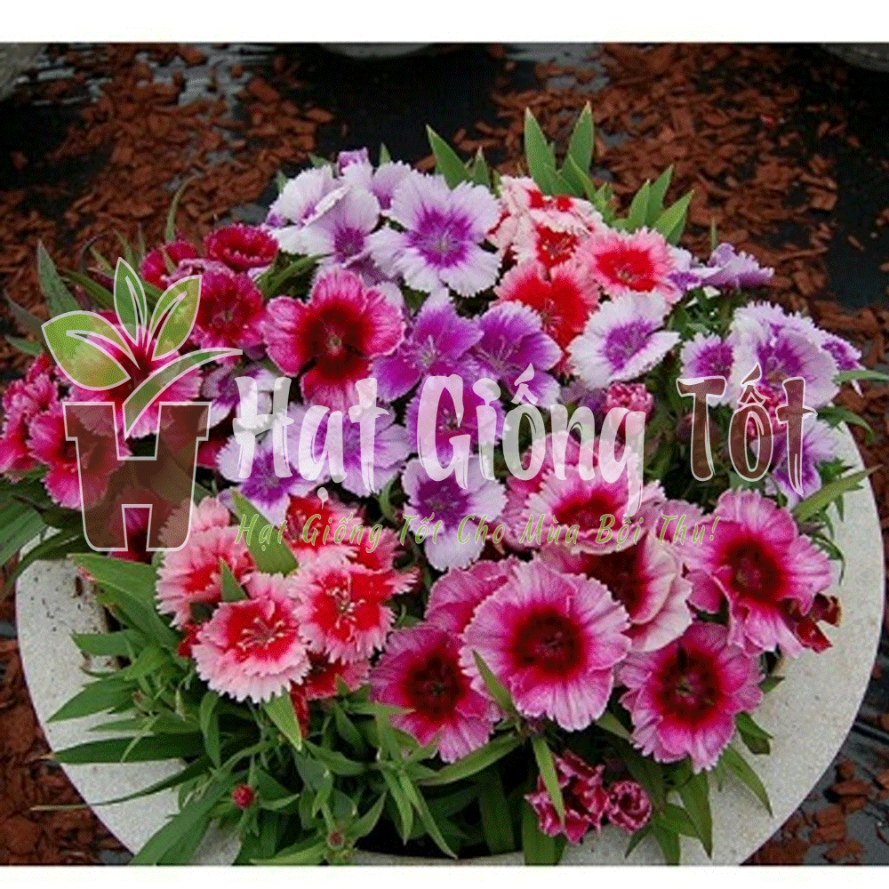 hat-giong-hoa-cam-don-nhieu-mau.gif1