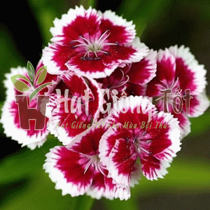 Trồng hạt giống hoa cẩm chướng đơn nhiều màu để có không gian đẹp