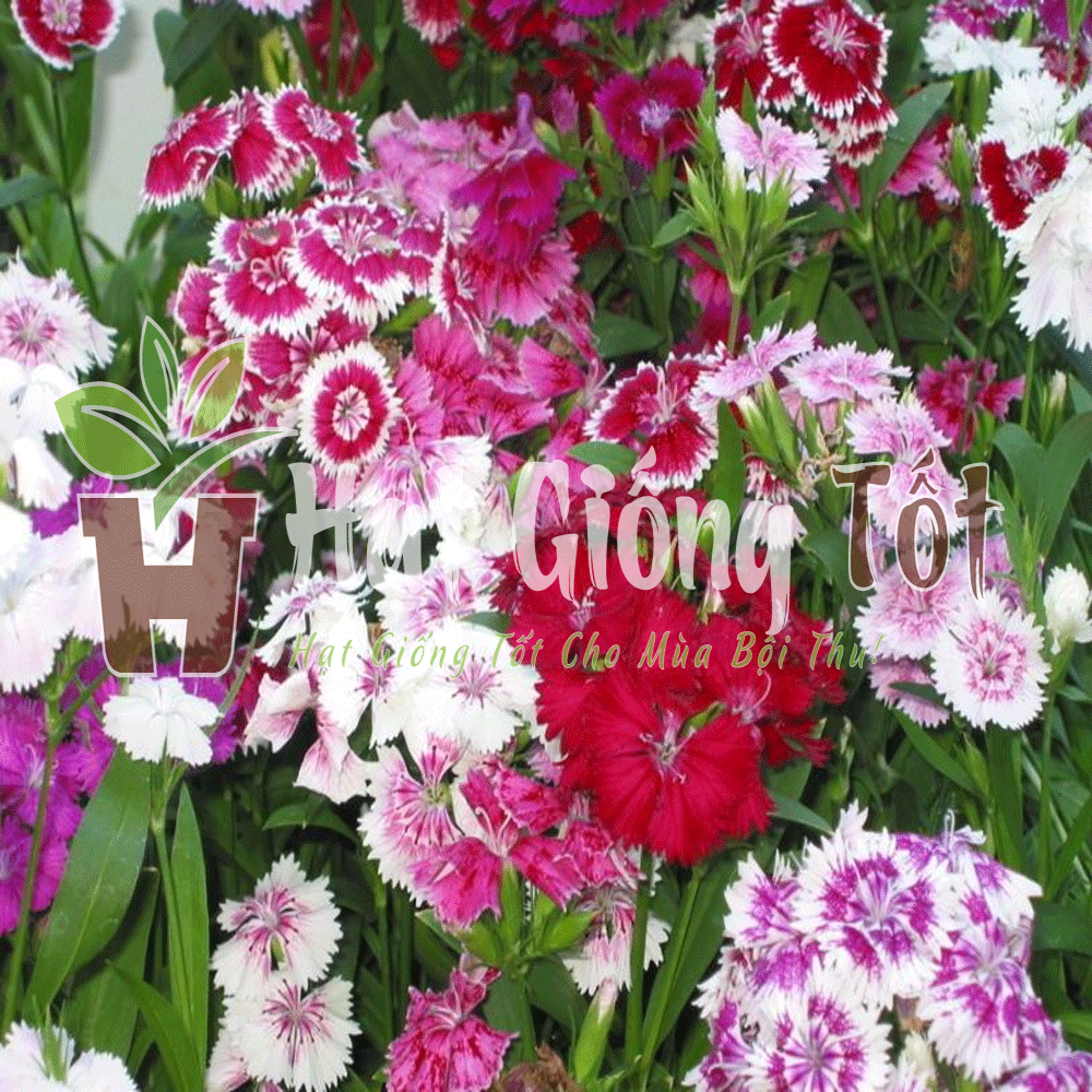 hat-giong-hoa-cam-don-nhieu-mau.gif3