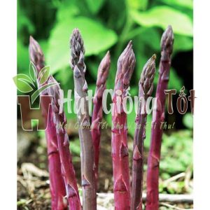 hạt giống măng tây Mỹ màu tím gieo trồng cho rau rất ngon