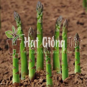 hạt giống măng tây mỹ chuẩn
