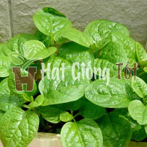 mồng tơi cao sản lá to cây kháng bệnh tốt cho năng xuất cao