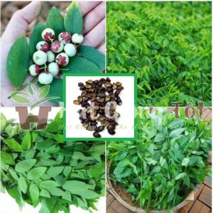 gieo trồng hạt giống rau bồ ngót để cây có thời gian sinh trưởng bền hơn