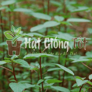 Hạt Giống Rau Đay Đỏ